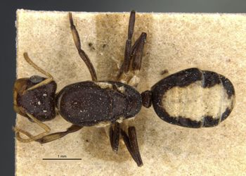 Media type: image;   Entomology 21564 Aspect: habitus dorsal view